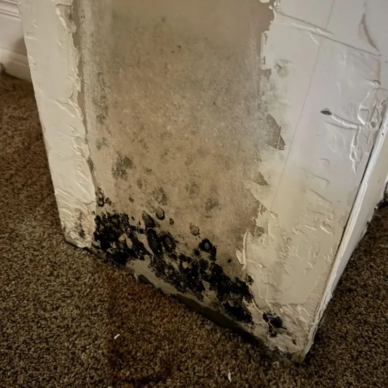 Professional Mold Removal in South Jordan, UT